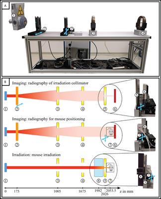 Combined proton radiography and irradiation for high-precision preclinical studies in small animals